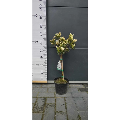 Azalia japońska na pniu Albiflorum Biała